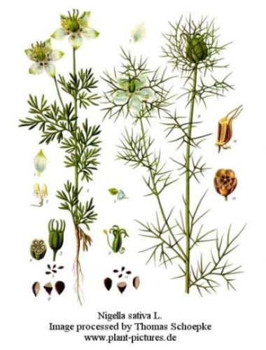 Nigella sativa - Тмин черный, чернушка посевная (обыкновенная)